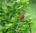 Thrush 2